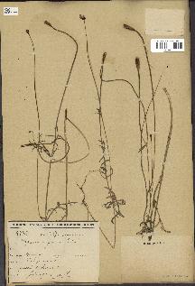 spécimen de Papaver argemone