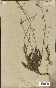 spécimen de Papaver pinnatifidum