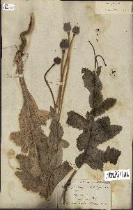 spécimen de Papaver somniferum