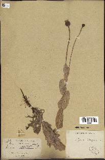 spécimen de Papaver somniferum