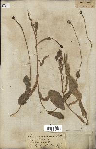 spécimen de Papaver somniferum