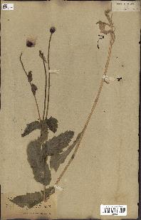 spécimen de Papaver somniferum