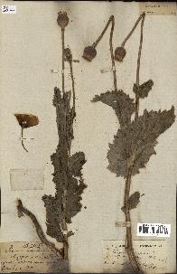 spécimen de Papaver somniferum