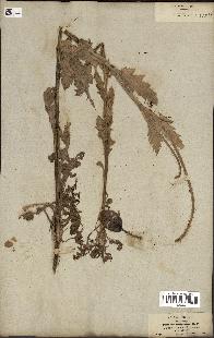 spécimen de Papaver somniferum