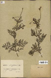 spécimen de Papaver hybridum