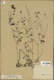 spécimen de Papaver hybridum