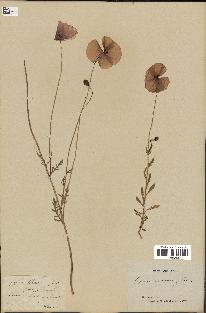 spécimen de Papaver rhoeas