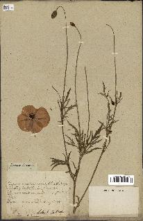 spécimen de Papaver rhoeas