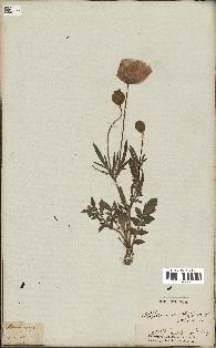 spécimen de Papaver rhoeas