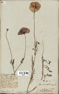 spécimen de Papaver rhoeas