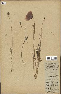 spécimen de Papaver rhoeas