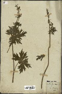 spécimen de Aconitum lycoctonum