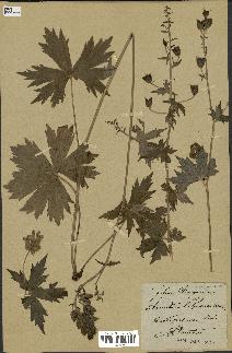 spécimen de Aconitum lycoctonum