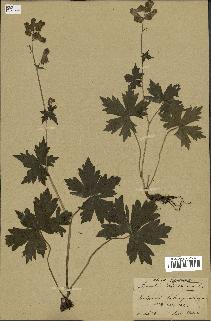 spécimen de Aconitum lycoctonum
