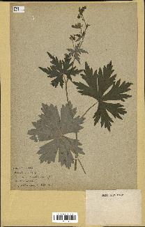 spécimen de Aconitum lycoctonum