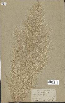 spécimen de Cortaderia selloana