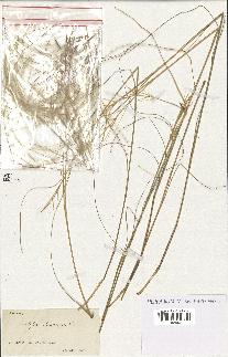 spécimen de Stipa pennata