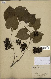 spécimen de Vitis tiliifolia