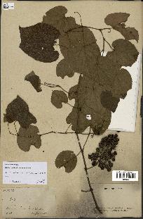 spécimen de Vitis tiliifolia