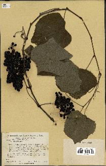 spécimen de Vitis tiliifolia