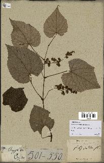 spécimen de Vitis tiliifolia