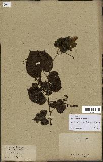 spécimen de Vitis tiliifolia