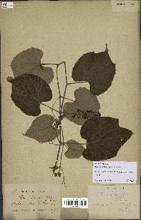 spécimen de Vitis tiliifolia