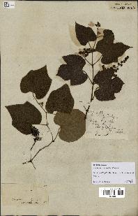 spécimen de Vitis tiliifolia