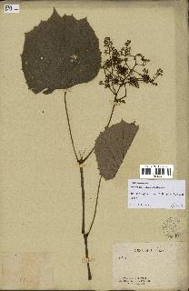 spécimen de Vitis tiliifolia