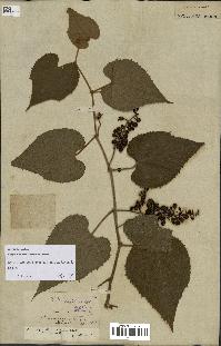 spécimen de Vitis tiliifolia