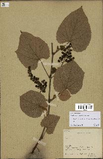 spécimen de Vitis tiliifolia