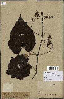 spécimen de Vitis tiliifolia