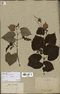 spécimen de Vitis tiliifolia