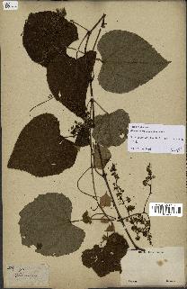 spécimen de Vitis tiliifolia