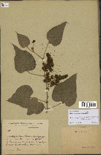 spécimen de Vitis tiliifolia