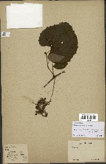 spécimen de Vitis tiliifolia