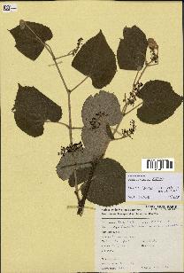 spécimen de Vitis tiliifolia