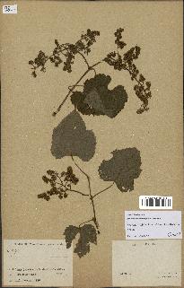 spécimen de Vitis tiliifolia