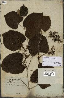 spécimen de Vitis tiliifolia