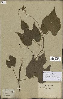 spécimen de Vitis tiliifolia