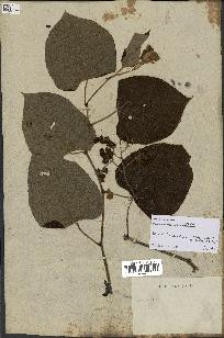 spécimen de Vitis tiliifolia