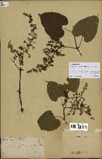 spécimen de Vitis tiliifolia