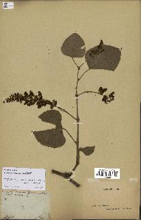 spécimen de Vitis tiliifolia