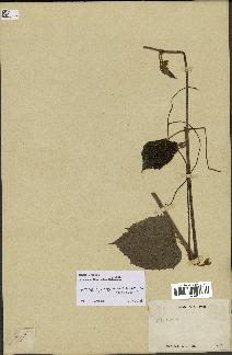 spécimen de Vitis tiliifolia