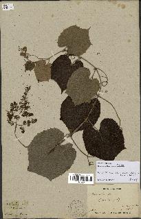 spécimen de Vitis tiliifolia