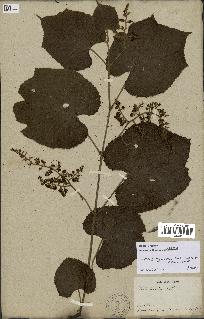 spécimen de Vitis tiliifolia