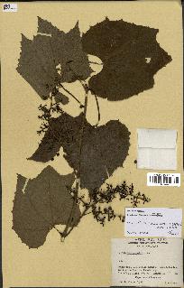 spécimen de Vitis tiliifolia