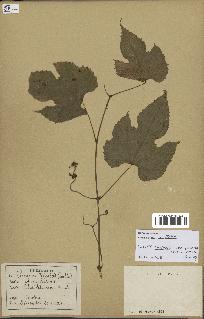 spécimen de Vitis tiliifolia