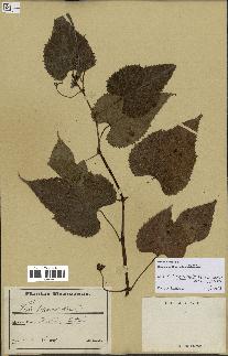 spécimen de Vitis tiliifolia