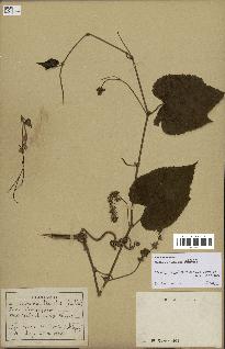 spécimen de Vitis tiliifolia